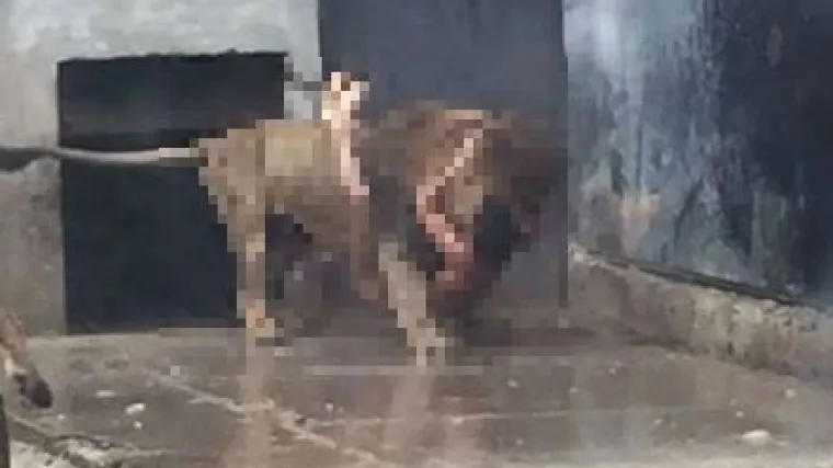 Kr&scaron;ćanski fanatik se skinuo i gol bacio u kavez s lavovima, htio je da ga pojedu. Morali su ih ubiti