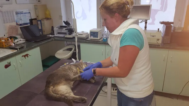 Na dubrovačkim ulicama ponovno osvanuo otrov!