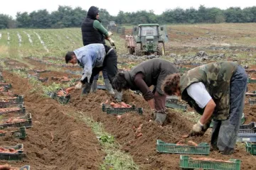 Hrabri Slavonac bacio se na uzgoj biljke koja je još uvijek prava enigma