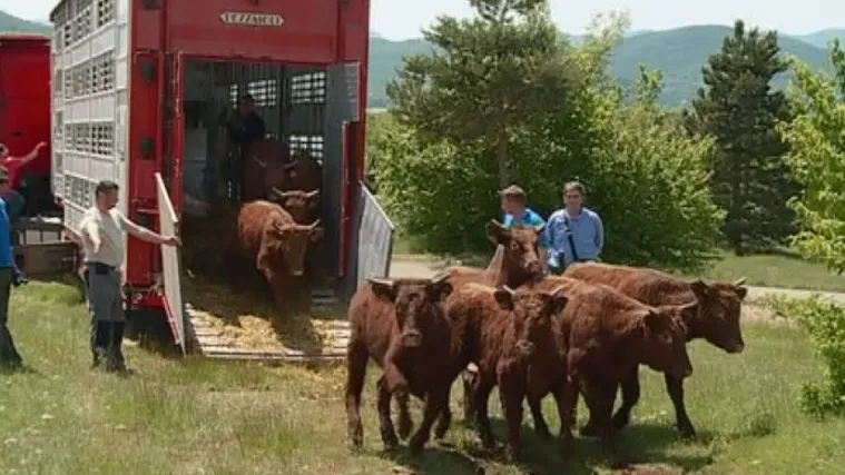 U Hrvatsku stigla francuska goveda, a dobar posao u Lici je vrijedan 350 milijuna kuna!