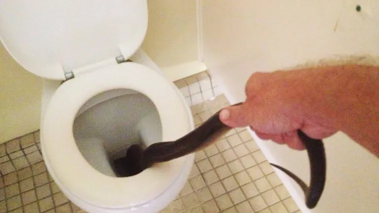 Piton ugrizao mu&scaron;karca za penis, a evo kako je ovu bizarnu nesreću prokomentirao Zoran &Scaron;prajc