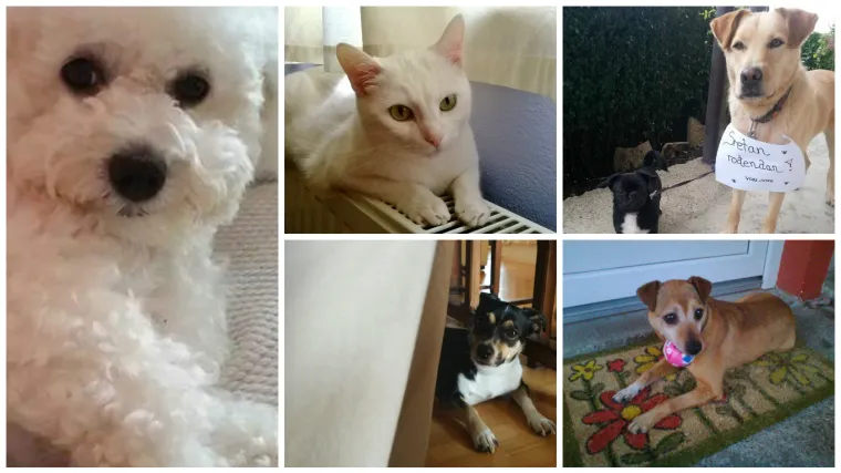 'Preslatko dobiva sasvim novo značenje - toliko slatko da je jednostavno previ&scaron;e'