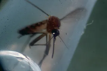 Hrvatica nakon posjeta Brazilu dobila osip, temperaturu, bol u zglobovima...