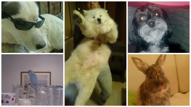 Papagaj sklon ča&scaron;ici i haski koji ostaje cool i na +40