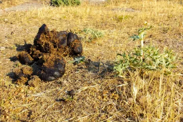 Kravlji izmet bi zbog antibiotika mogao znatno utjecati na klimu