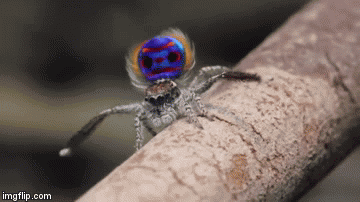 Rasplesani pauci osvajaju svojim koreografijama