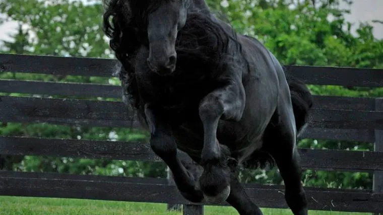 FREDRIK VELIKI: Konj izgleda kao da je ispao iz neke bajke, pogledajte ga samo!