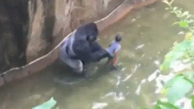 Zoolo&scaron;ki vrt usmrtio gorilu jer je trogodi&scaron;njak pao u njegov ograđeni prostor!