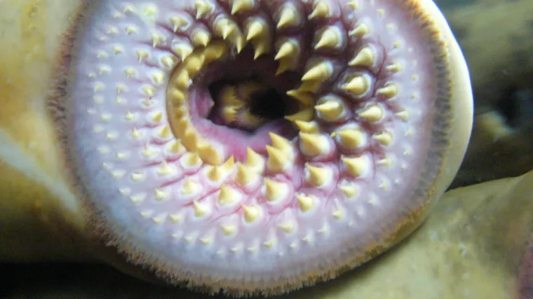 Vampirske ribe paklare opsjedaju ušća rijeka, izdano upozorenje kupačima