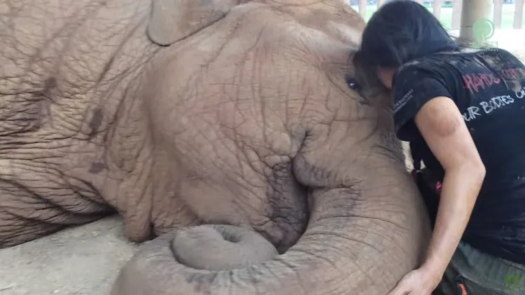 Pri&scaron;la je slonu i počela pjevati, ono &scaron;to se dogodilo nakon toga će vas rasplakati