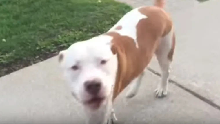 Ogromni pit bull je pojurio prema kamionu, a ono što je učinio će vas šokirati