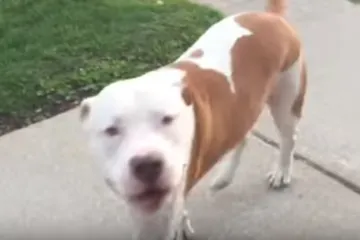 Ogromni pit bull je pojurio prema kamionu, a ono što je učinio će vas šokirati
