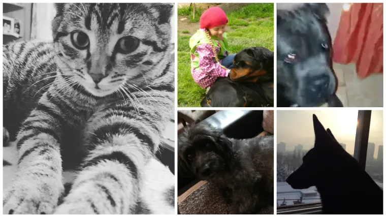 Ovo je najsmje&scaron;nije buđenje ljubimca koje smo vidjeli