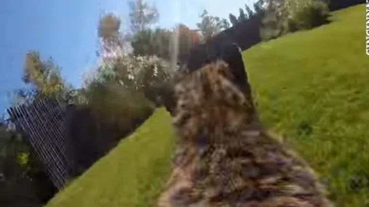 Stavili kameru na leđa geparda, snimke gledali sa strahopo&scaron;tovanjem