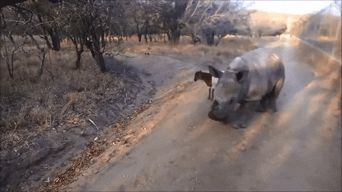 Nosorog bi samo htio biti kozlić