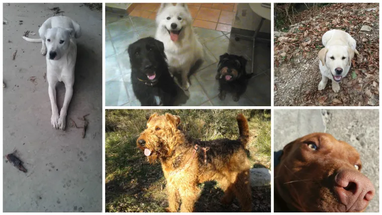 Ne znamo kad su slađi - dok žicaju klopu ili kad ne&scaron;to skrive