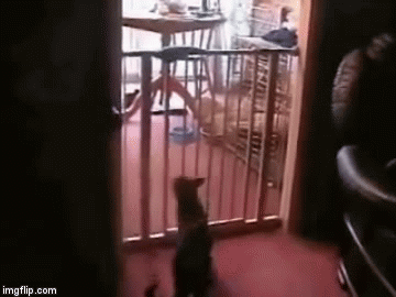 Čak se i mačkoljupci smiju njezinoj nespretnosti