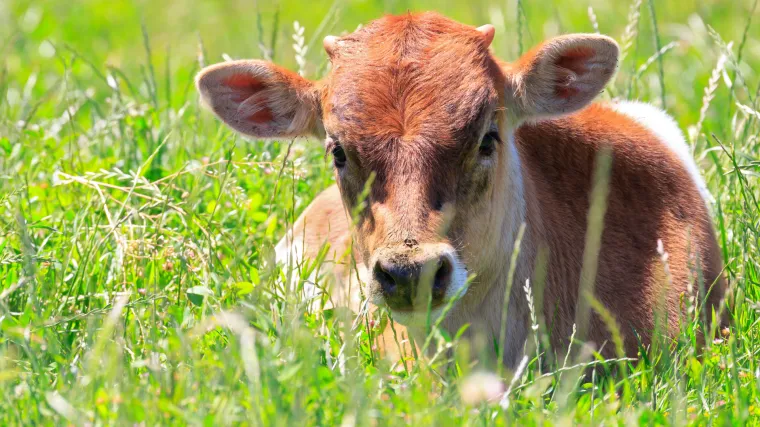 U malenom selu kraj Celja živi Luca - najstarija krava u Europi!