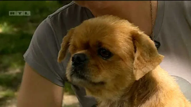 Tužna priča psića Rikija dirnut će i one najtvrđeg srca: pogledajte &scaron;to je za njega učinila dizajnerica Karla