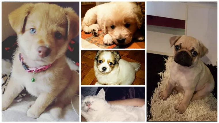 Srce možda neće izdržati ovoliko preslatkih ljubimaca na jednom mjestu