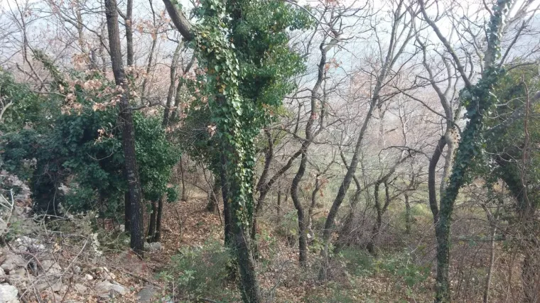 Japanski dječak, kojeg su roditelji ostavili u &scaron;umi kako bi ga kaznili, pronađen živ!