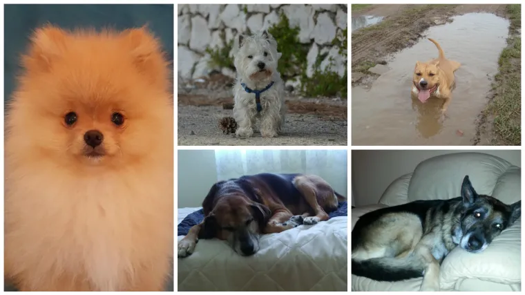 Ovako odane prijatelje među ljudima nećete naći