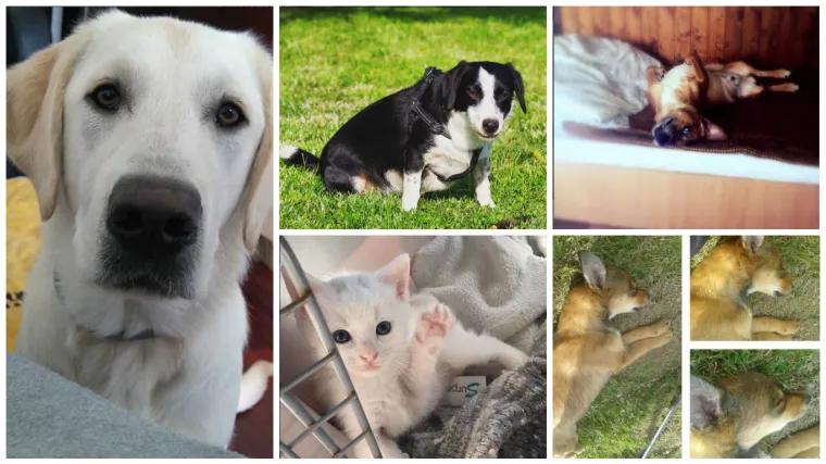 Mislite da samo vi uživate u vikendu? Pogledajte samo njih!