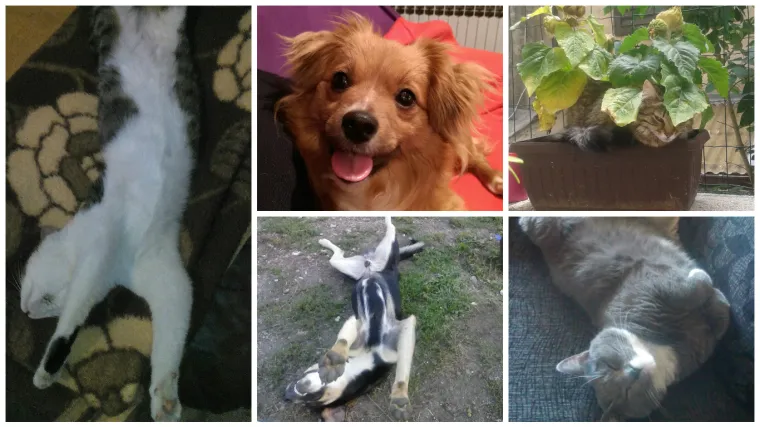 Nedjelja je vrijeme za izležavanje, a oni to jako dobro znaju