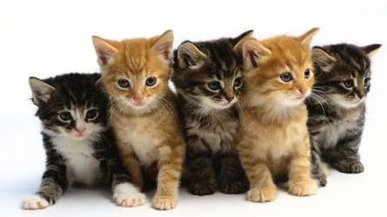 U Osijeku desetine napu&scaron;tenih mačića, volonteri ogorčeni na sugrađane