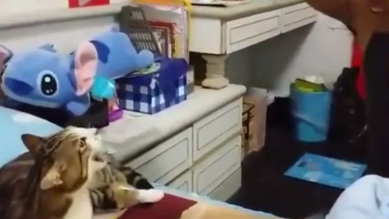 Ovaj lik uspijeva nemoguće &ndash; učiti mačku pjevanju