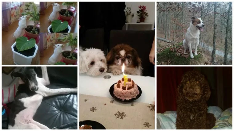 Možda su i najslađi kad guraju nju&scaron;kicu tamo gdje joj nije mjesto