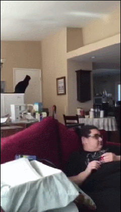 Mačka klase optimist