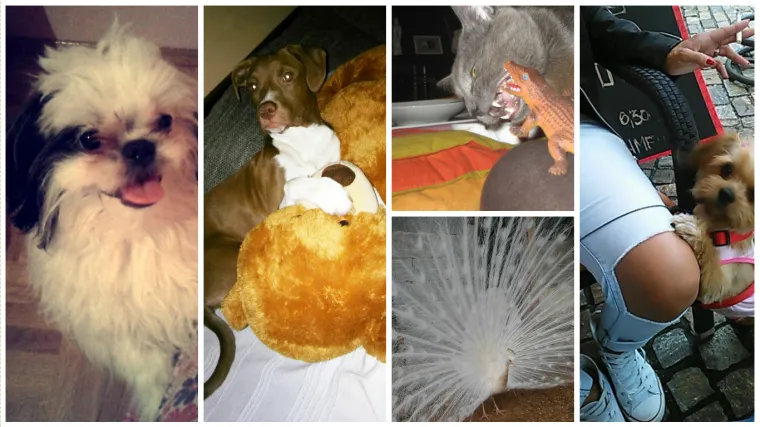 Ovakav obračun tigra i krokodila jednostavno morate vidjeti!