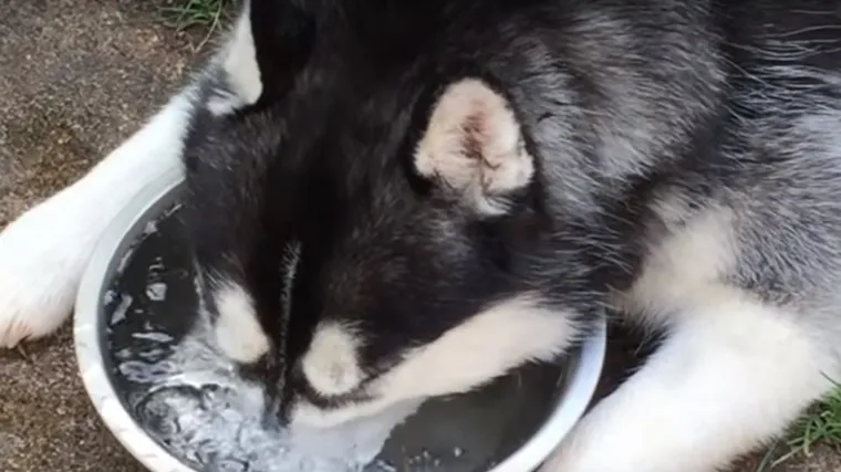 Ovom haskiju je toliko dosadno da od muke puše mjehure