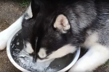 Ovom haskiju je toliko dosadno da od muke puše mjehure