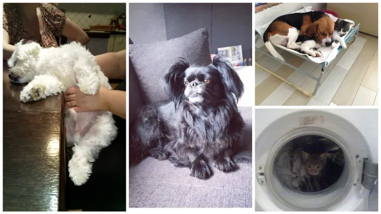 Ovo je preslatko - pas joj čuva mačiće dok nje nema