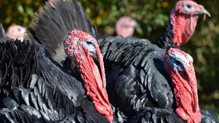 "Zagorski puran" je novi hrvatski za&scaron;tićeni proizvod