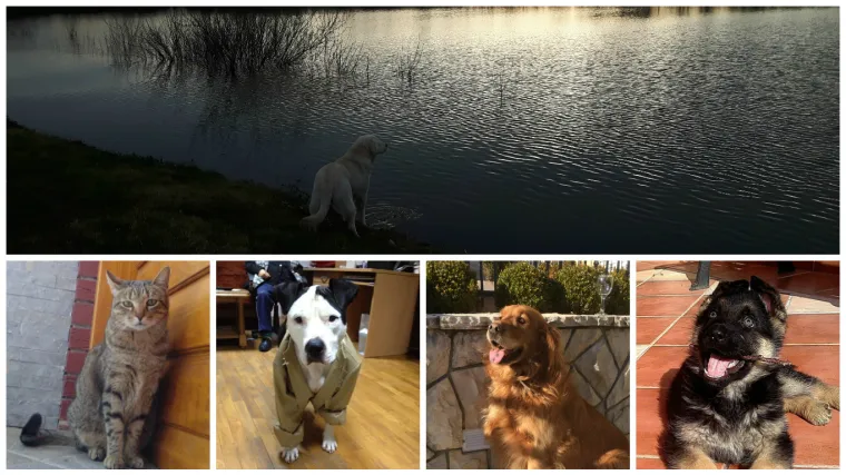 Da, i oni mogu biti nostalgični, zami&scaron;ljeni, letargični...