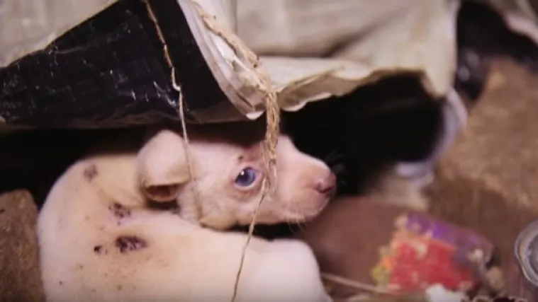 Možda i možete živjeti u hrpi smeća, ali oni to nisu zaslužili