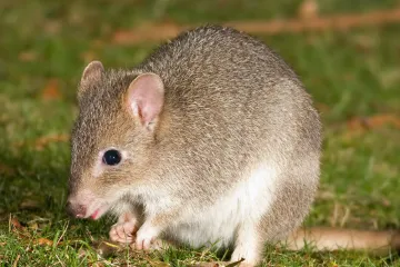 Australski glodavac je prvi sisavac nestao zbog globalnog zatopljenja