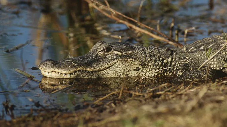Incident na Floridi: aligator napao dječaka, potraga u tijeku