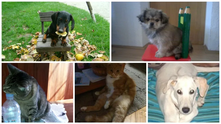 Ni u Igri prijestolja nije tolika borba za ne&scaron;to &scaron;to je u stvari stolica