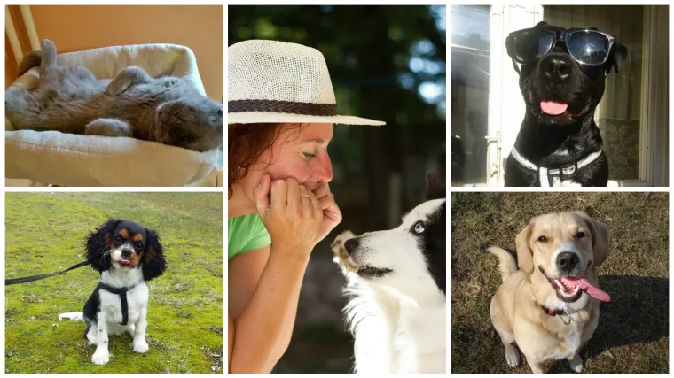 Petorka koja ne zna za dosadu - a vjerujemo ni njihovi vlasnici