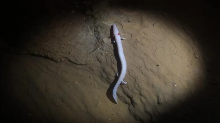 'U Postojnskoj se jami izleglo već 13 zmajčeka!'