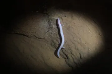 'U Postojnskoj se jami izleglo već 13 zmajčeka!'