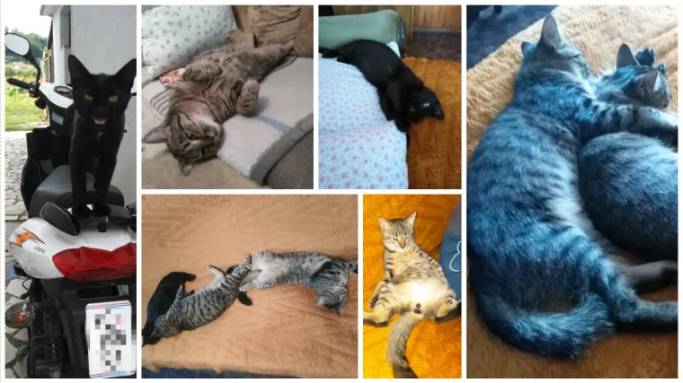 Za&scaron;to mace spavaju u nemogućim pozama? Zato &scaron;to mogu!