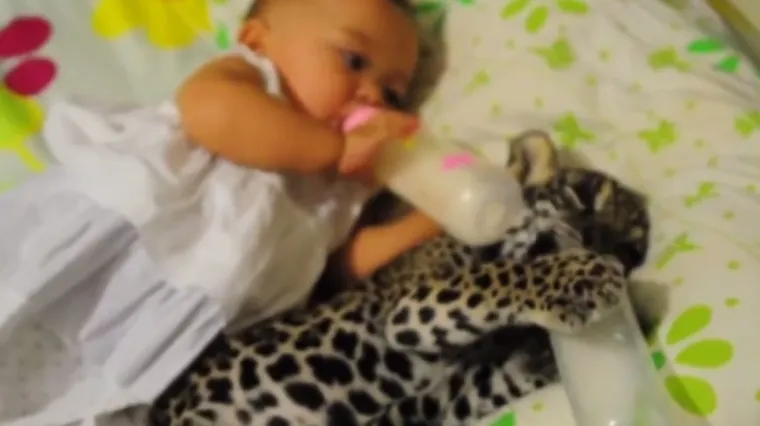 Ovoj bebi se jaguar uvukao u krevet, ali roditelji nimalo ne brinu