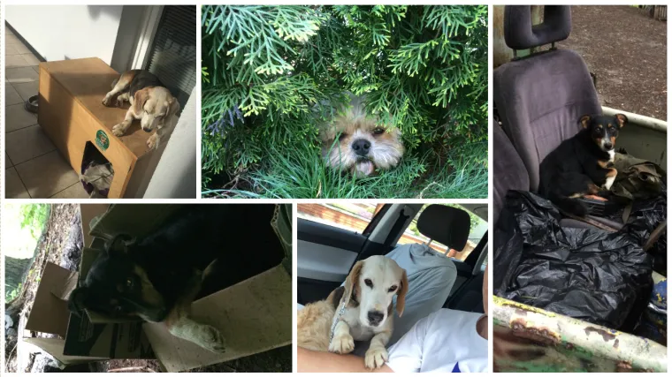 Vesela družina vas neće ostaviti ravnodu&scaron;nima