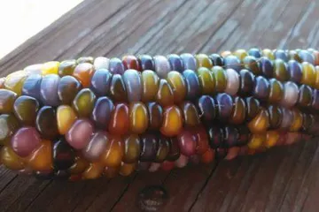 Potomak drevnih Cherokeeja sačuvao šareni kukuruz od izumiranja