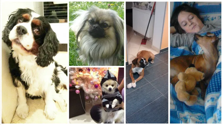 Crno-bijeli svijet s tek malo boje nikad nije bio slađi